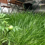 Earth, Comfy Near Center W Garden 1gbwifi דירה